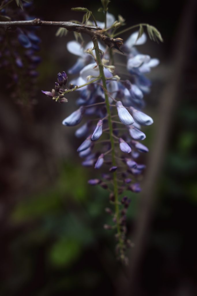 lake como photographer